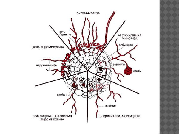 Симбиоз грибов и растений схема
