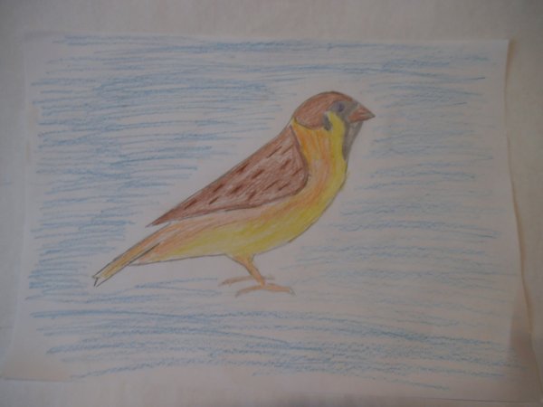 Рисуем воробья с детьми