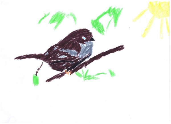 Наброски воробья