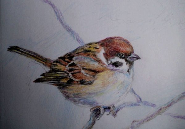 Саша черный Воробей