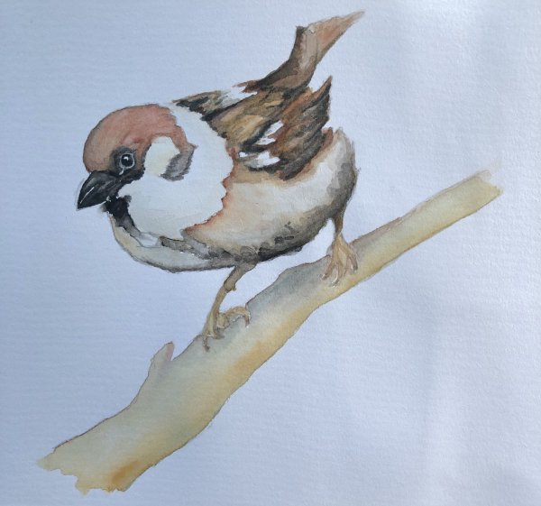 Воробей фломастерами