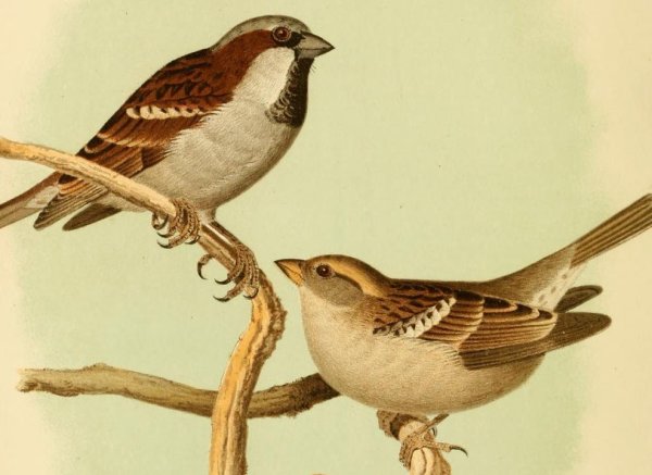 Воробей рисунок карандашом