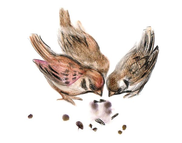 Воробей красками