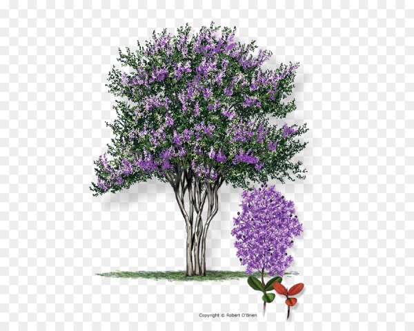 Мирт куст фиолетовый