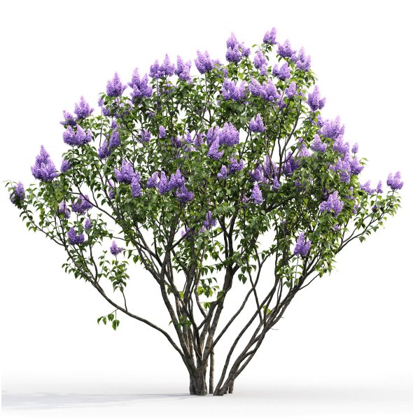 Сирень обыкновенная дерево