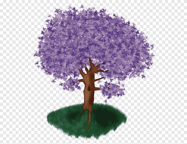 Сирень дерево narisovat