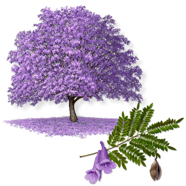 Жакаранда росточек