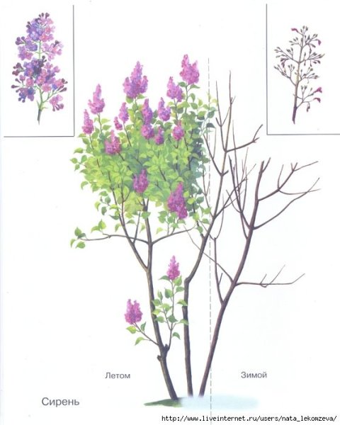 Строение куста сирени схема