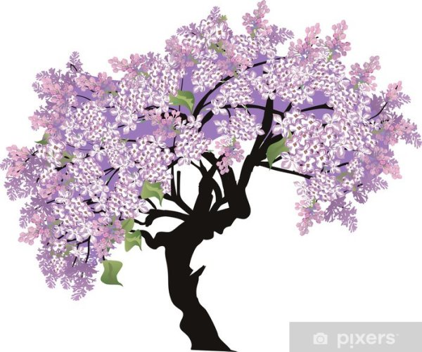 Дерево сирени карандашом