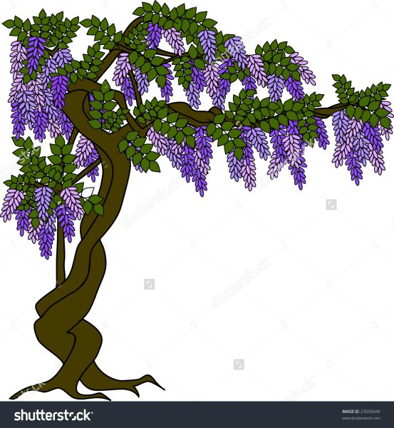 Глициния дерево карандашом