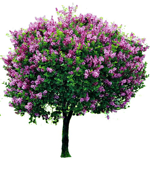 Куст сирени