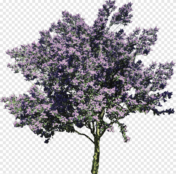 Сирень сбоку дерево