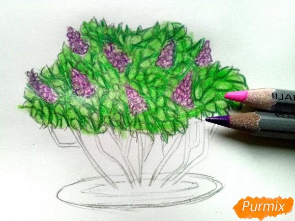 Кустарник рисунок карандашом цветным
