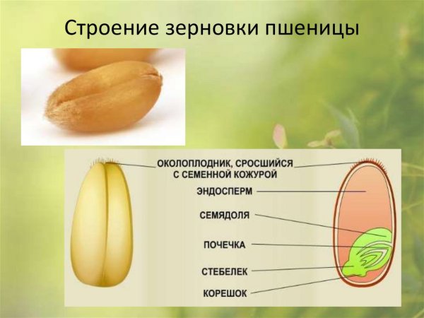 Строение семени зерновки пшеницы