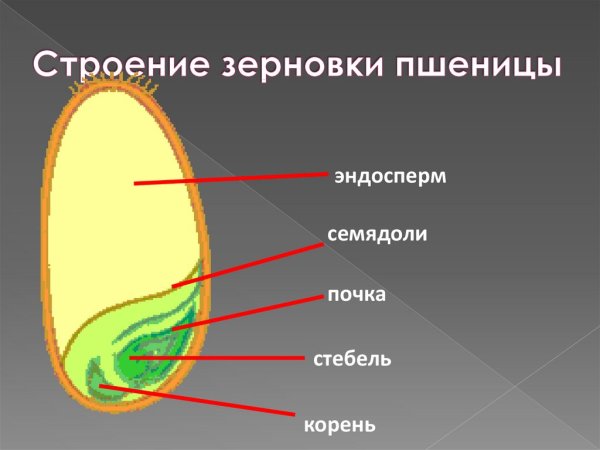 Строение семени пшеницы эндосперм