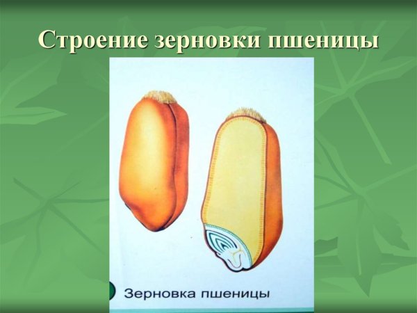 Плод кукурузы Зерновка