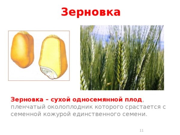 Строение зерновки ржи