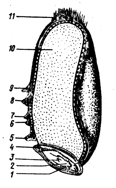 Зерновка плод схема