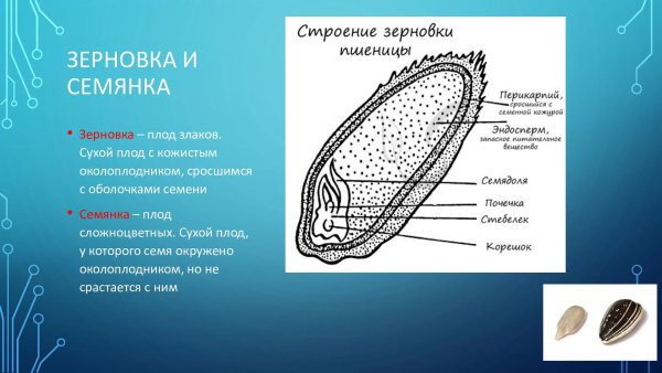Строение плода зерновки пшеницы