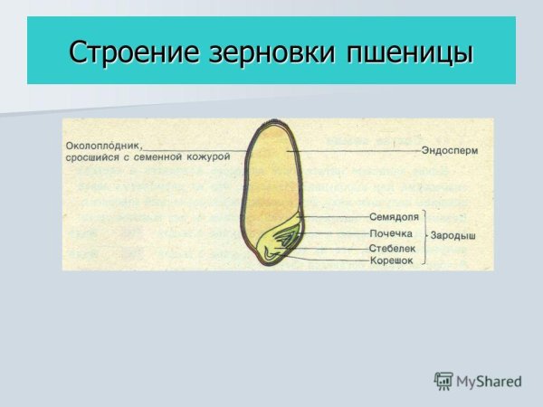 Зародыш зерновки