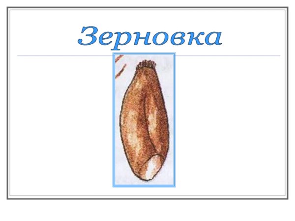 Строение зародыша зерновки