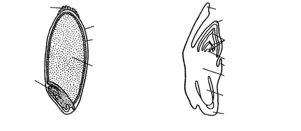 Строение зерновки злака