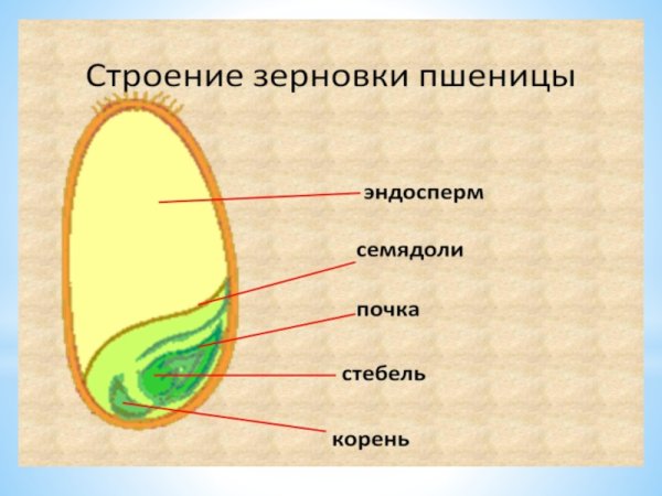 Сухие односемянные плоды Зерновка