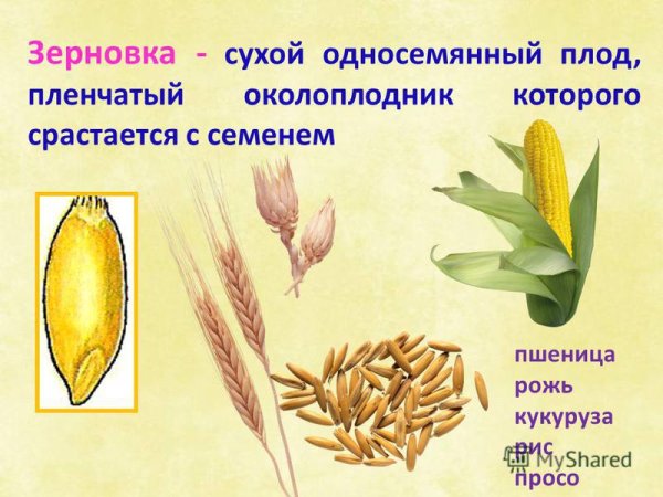 Внешнее строение зерновки пшеницы