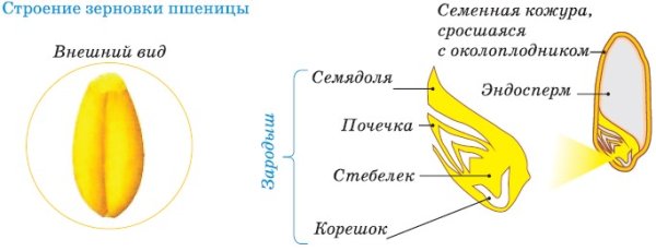 Сухие односемянные плоды Зерновка