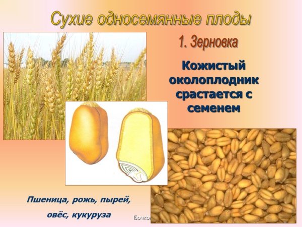 Строение зерновки ржи