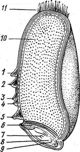 Семя строение семян зерновки пшеницы