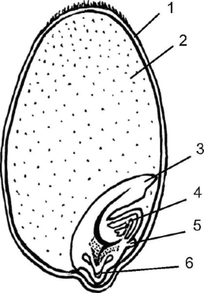 Сухие односемянные плоды Зерновка