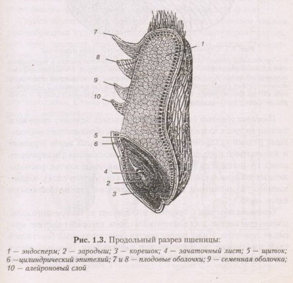 Строение семени зерновки