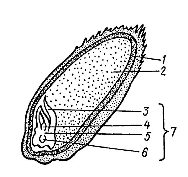 Структура зерновки овса
