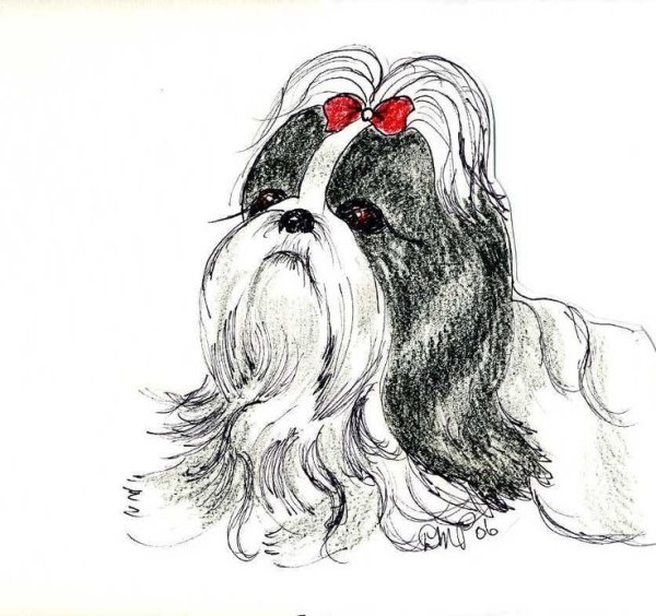 Ши-тцу, Канлифф