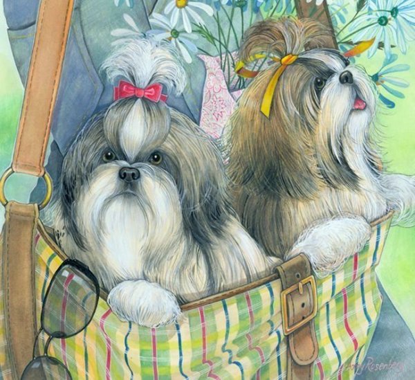 Собака ши тцу картины