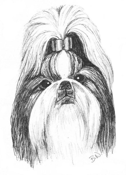 Нарисовать ши тцу