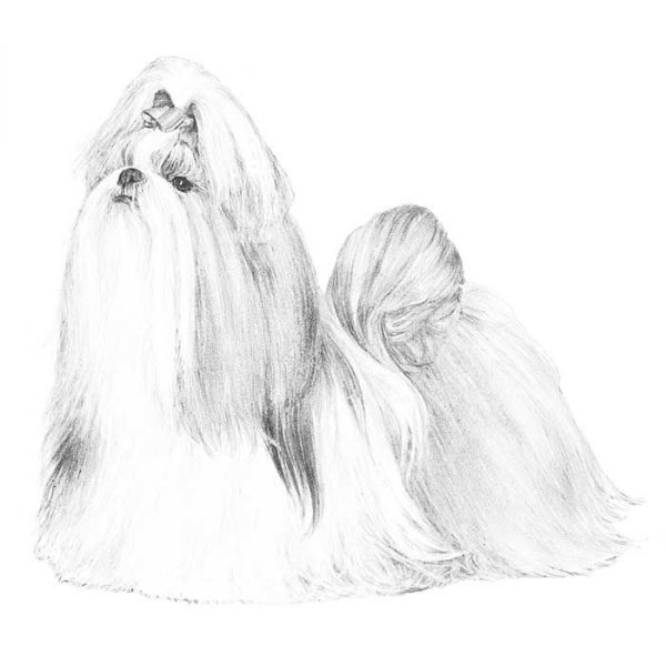 Нарисовать ши тцу