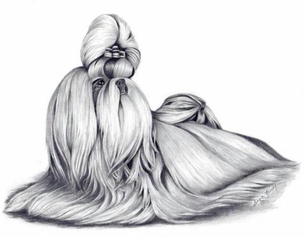 Ши тцу вектор