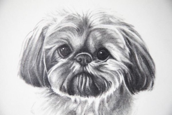 Ши тцу рисунок