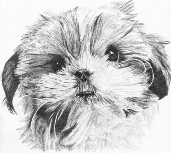 Раскраска щенок ши тцу