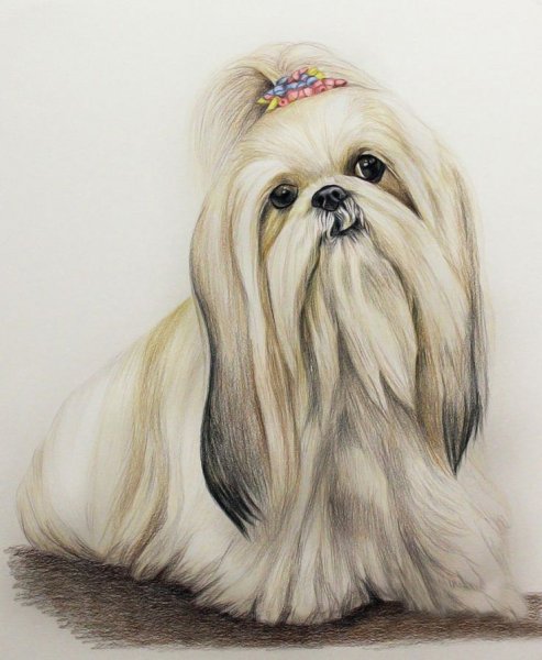 Болонка шицу