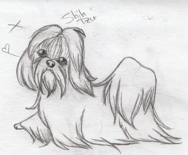 Нарисовать ши тцу
