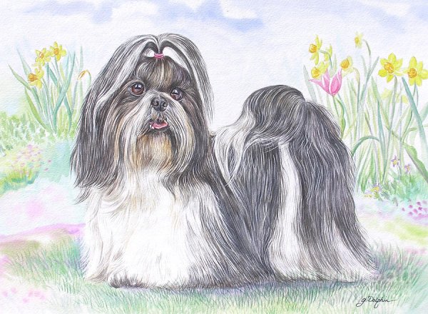 Ши тцу картина