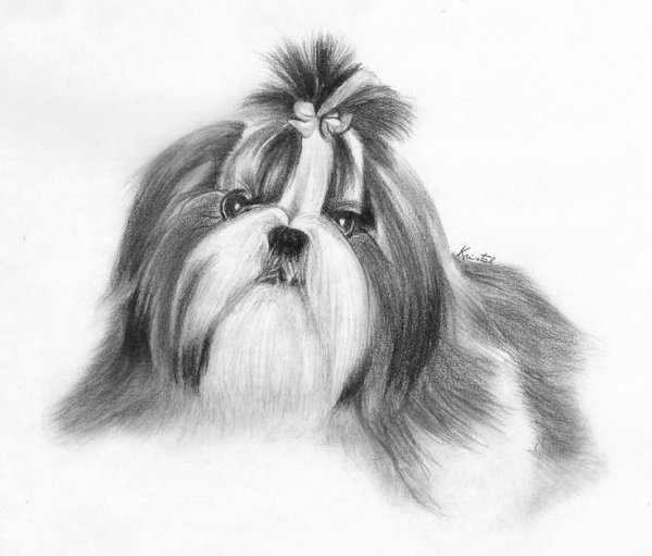 Ши тцу раскраска