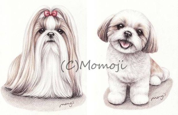 Ши тцу рисунок