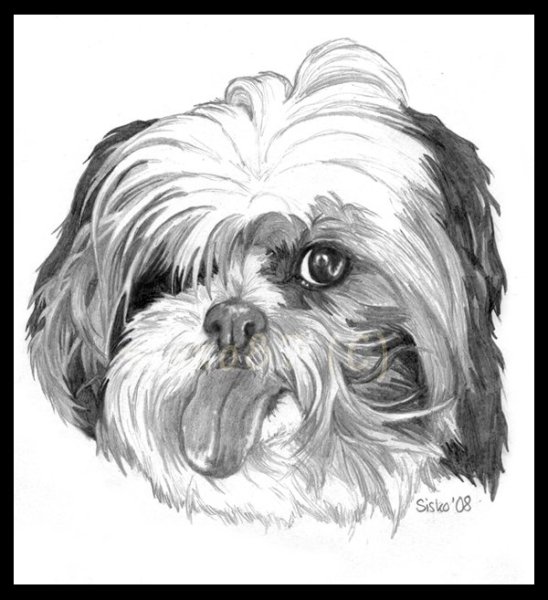 Ши тцу вектор