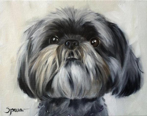 Ши тцу карандашом