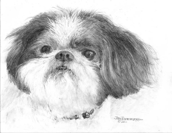 Портрет ши тцу