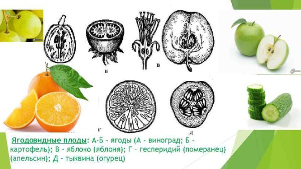 Тыквина плод схема